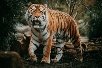 Portrait eines Sibirischen Tigers (Panthera tigris altaica) im moody forrest look