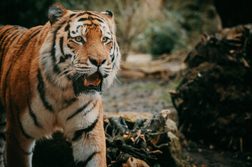 Close Up - Kopf eines männlichen Sibirischen Tigers (Panthera tigris altaica)