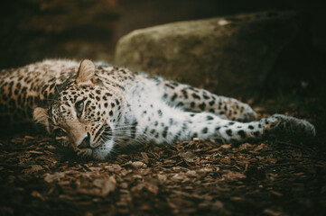 Close Up Portrait - Liegender Persischer Leopard (Panthera pardus tulliana) in einem Freigehege