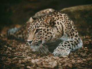 Close Up - Sich tief anpirschender Persischer Leopard (Panthera pardus tulliana) in einem Freigehege