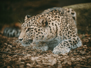 Close Up - Persischer Leopard (Panthera pardus tulliana) in Lauerstellung