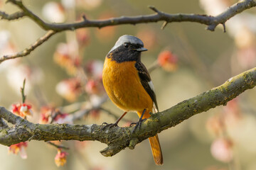 強い朝日を浴びている雄のジョウビタキ