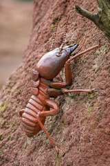 Adult male termite - plastic model.