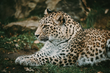 Fototapeta na wymiar Close Up Portrait - Liegender Persischer Leopard (Panthera pardus tulliana) in einem Freigehege