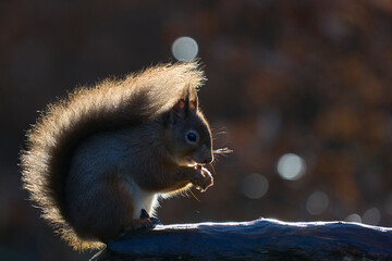 Red Squirrel (Sciurus vulgaris) eating a nut in woodland during winter in the highlands of Scotland, United Kingdom.