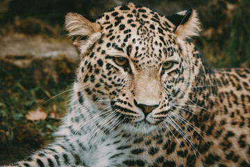 Close Up Portrait - Liegender Persischer Leopard (Panthera pardus tulliana) in einem Freigehege