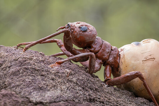 Adult female termite - plastic model.