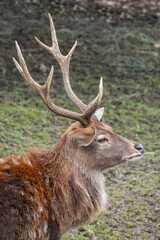 Vietnamese sika deer detail of head with horns.