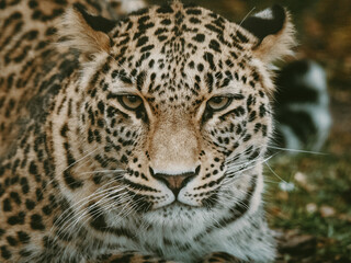 Obraz na płótnie Canvas Close Up Portrait - Liegender Persischer Leopard (Panthera pardus tulliana) in einem Freigehege