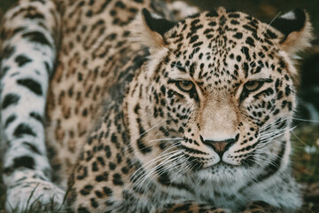 Naklejka na ściany i meble Close Up Portrait - Liegender Persischer Leopard (Panthera pardus tulliana) in einem Freigehege