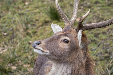 Vietnamese sika deer detail of head with horns.