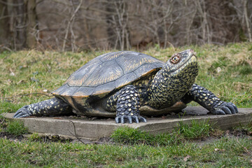 Large plastic model of a water turtle on a concrete base.