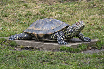 Large plastic model of a water turtle on a concrete base.