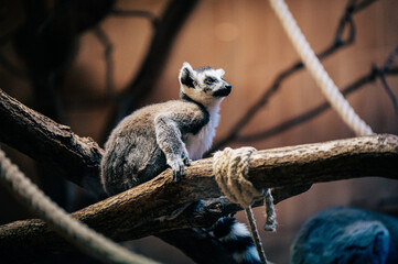 Close Up von einem Katta (Lemur catta) in einem Zoogehege