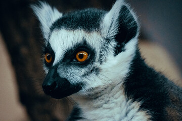 Close Up von einem Katta (Lemur catta) in einem Zoogehege