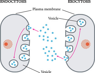 Vector image of  the difference between endocytosis and exocytosis of cells
