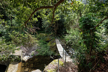 Portugal - Madeira - Cruz - Levada do Castelejo