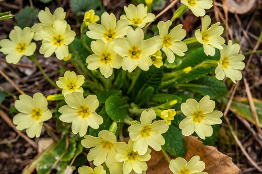 Background with spring yellow primroses