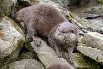 Adult otter among stones outdoors.