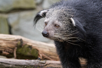 Close-up of the head of a binturong animal.