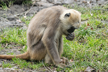 The sacred hulman monkey eats in the grass.