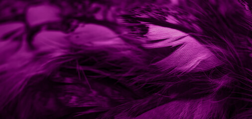 Fototapeta na wymiar violet feathers of the owl with visible details
