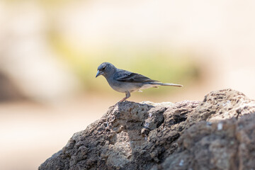 Tenerife blue chaffinch endemic closeup