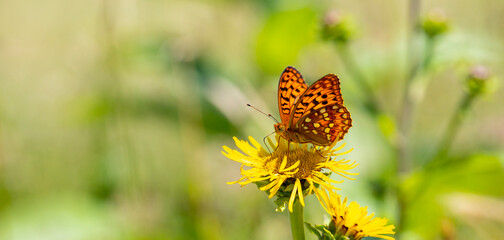 big orange butterfly on yellow flower, High Brown Fritillary, Argynnis adippe