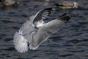 seagull in flight