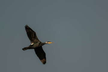 cormorant in flight