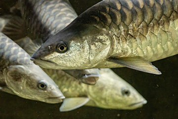 Putitor mahseer adult fish in aquarium.