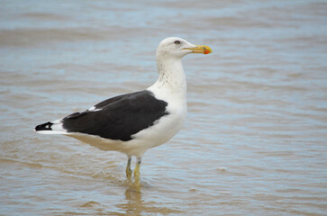 Young and beautiful seagul  looking for food on the sea