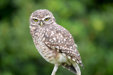 Owl and her yellow angry eyes looking in mey eyes