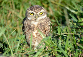 Free Mother Owl protecting your territory
