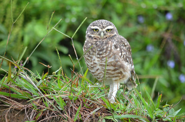 Close os an yellow eyes of a owl