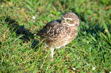 Mother Owl resting free in a garden, on one foot.