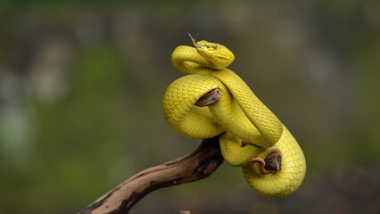 Yellow in the tree