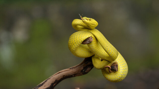 Yellow in the tree