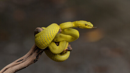 Snake

