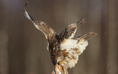 Common Buzzard in early spring at a wet forest
