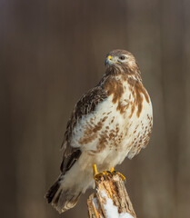 Common Buzzard in early spring at a wet forest