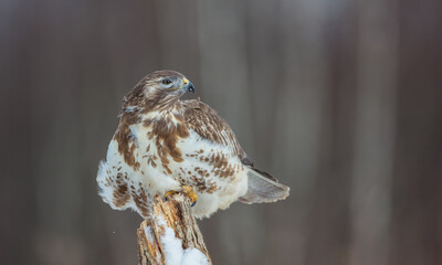 Common Buzzard in early spring at a wet forest