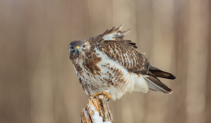 Common Buzzard in early spring at a wet forest