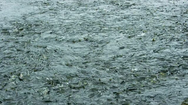 The river is full of swarming salmon, their heads emerging from the water. Animal food chain as salmon return to freshwater to spawn, Alaska, summer 2017.
