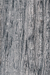 Embossed texture of the gray bark of a tree. Wooden bark background.