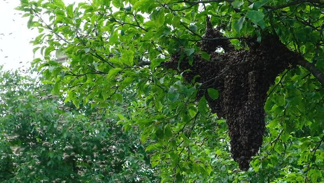 A swarm of bees is circling in the air. Methods of reproduction of bees by the method of swarming. Slow-motion video.