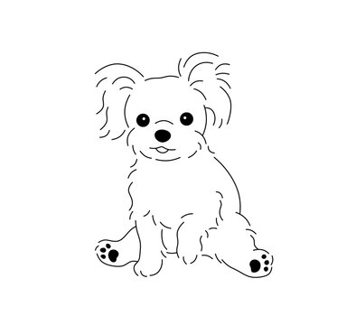 Vector isolated one single cute cartoon shaggy lapdog puppy dog sitting in funny pose  colorless black and white contour line easy drawing

