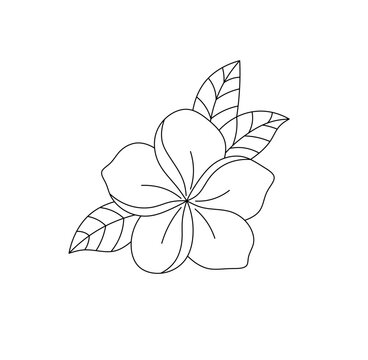 Vector isolated one single hawaiian tropical flower with leaves colorless black and white contour line easy drawing


