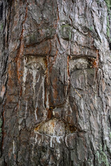 Sacret World Tree known also as Tree of Life, or Shamanic Tree, or Tree of Knowledge with a carved human face in the Siberian forest