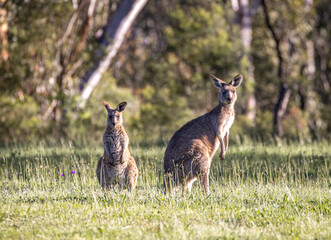 Obraz na płótnie Canvas Kangaroos with joey (Macropodidae), Australia
